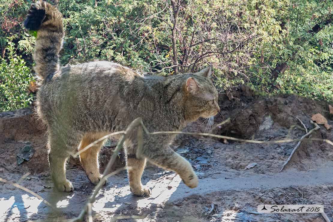 Felis silvestris silvestris - Gatto selvatico europeo - European wildcat