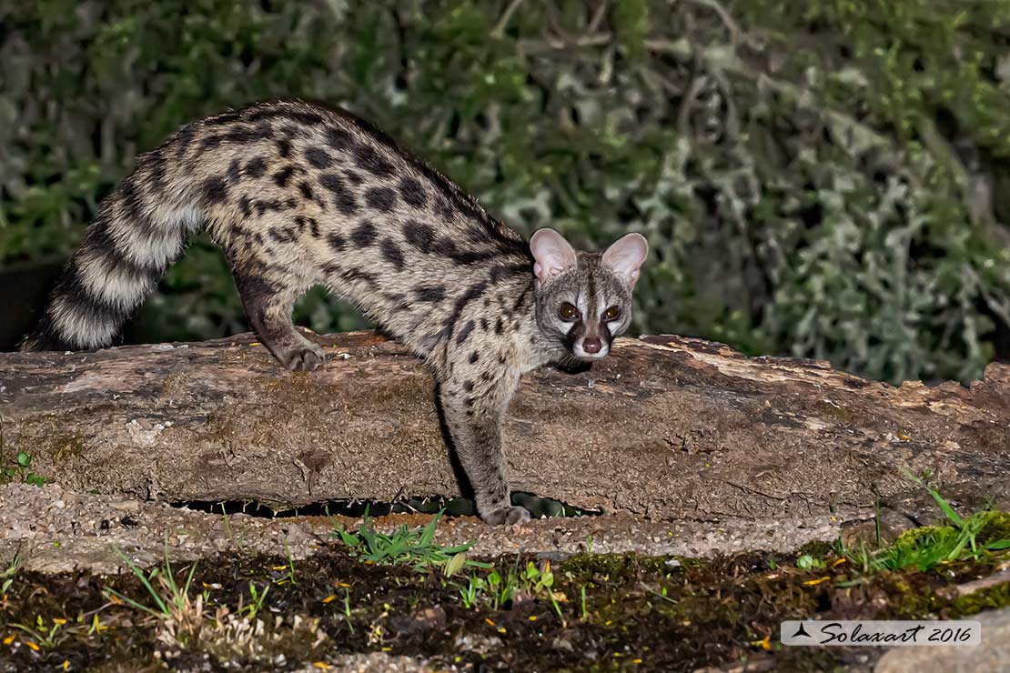 Genetta genetta: Genetta (femmina); Common genet (female)