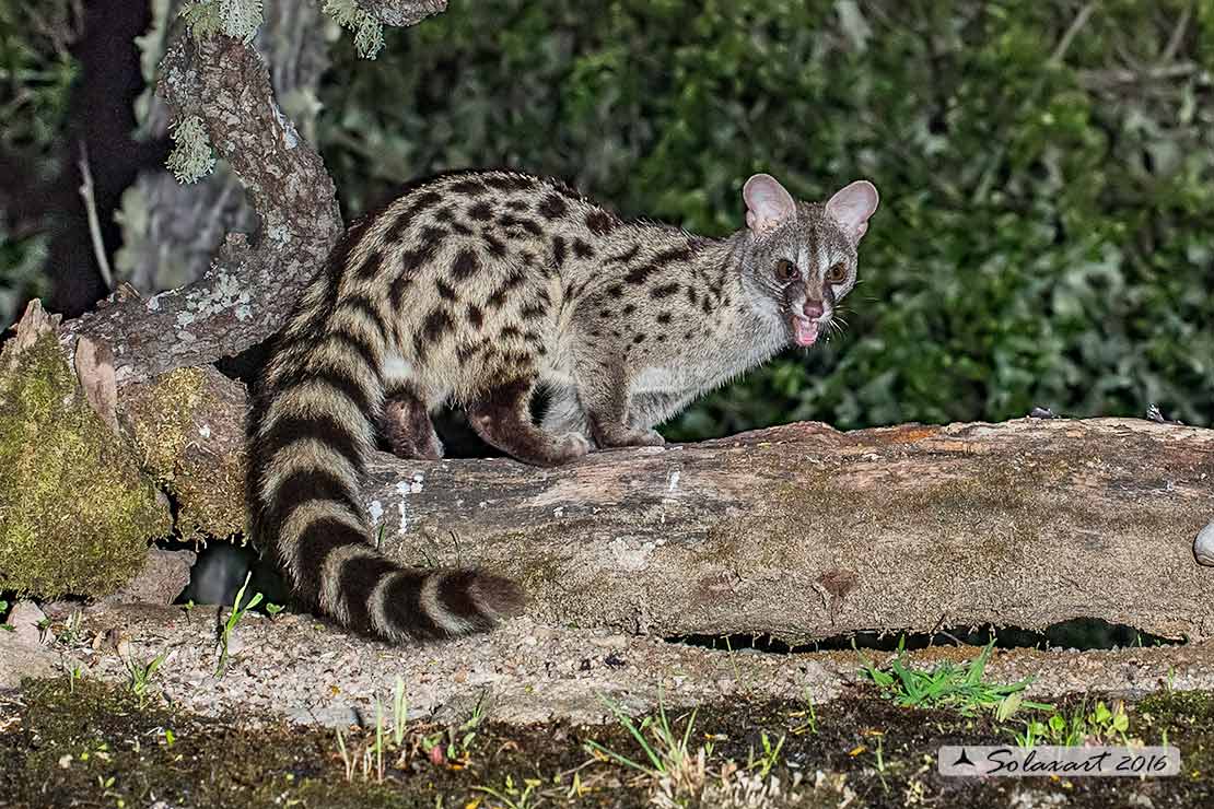 Genetta genetta: Genetta (femmina); Common genet (female)