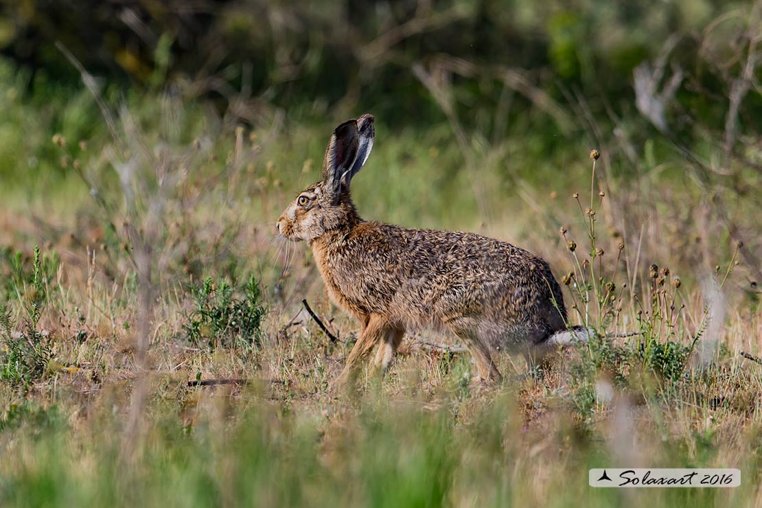 Lepus europaeus: Lepre; European hare