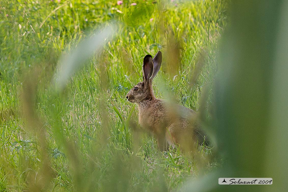 Lepus europaeus: Lepre; European hare