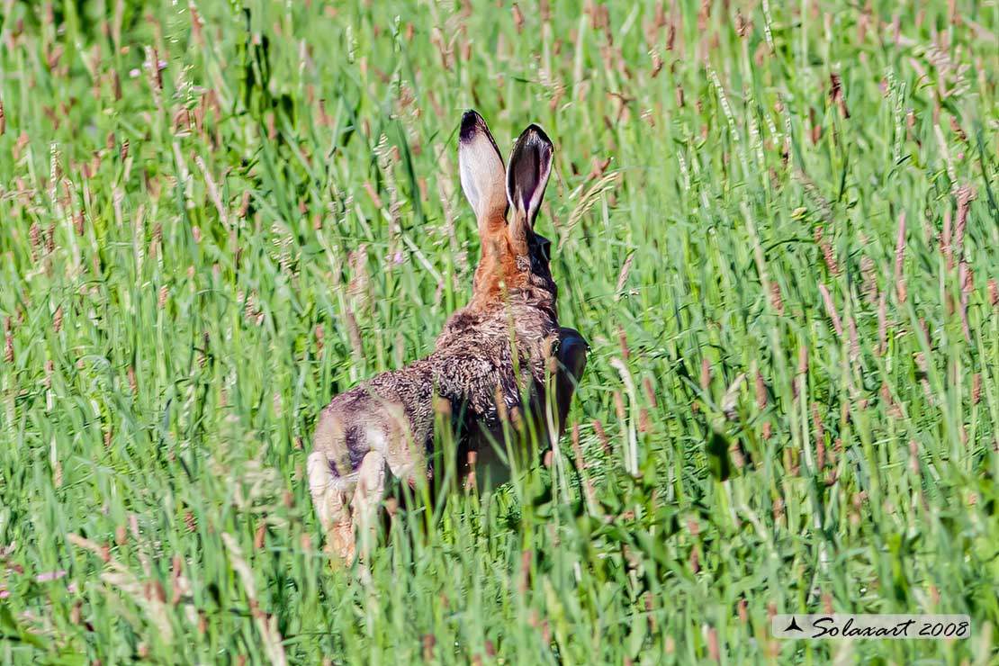 Lepus europaeus: Lepre; European hare