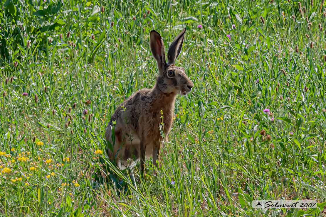 Lepus europaeus: Lepre; European hare