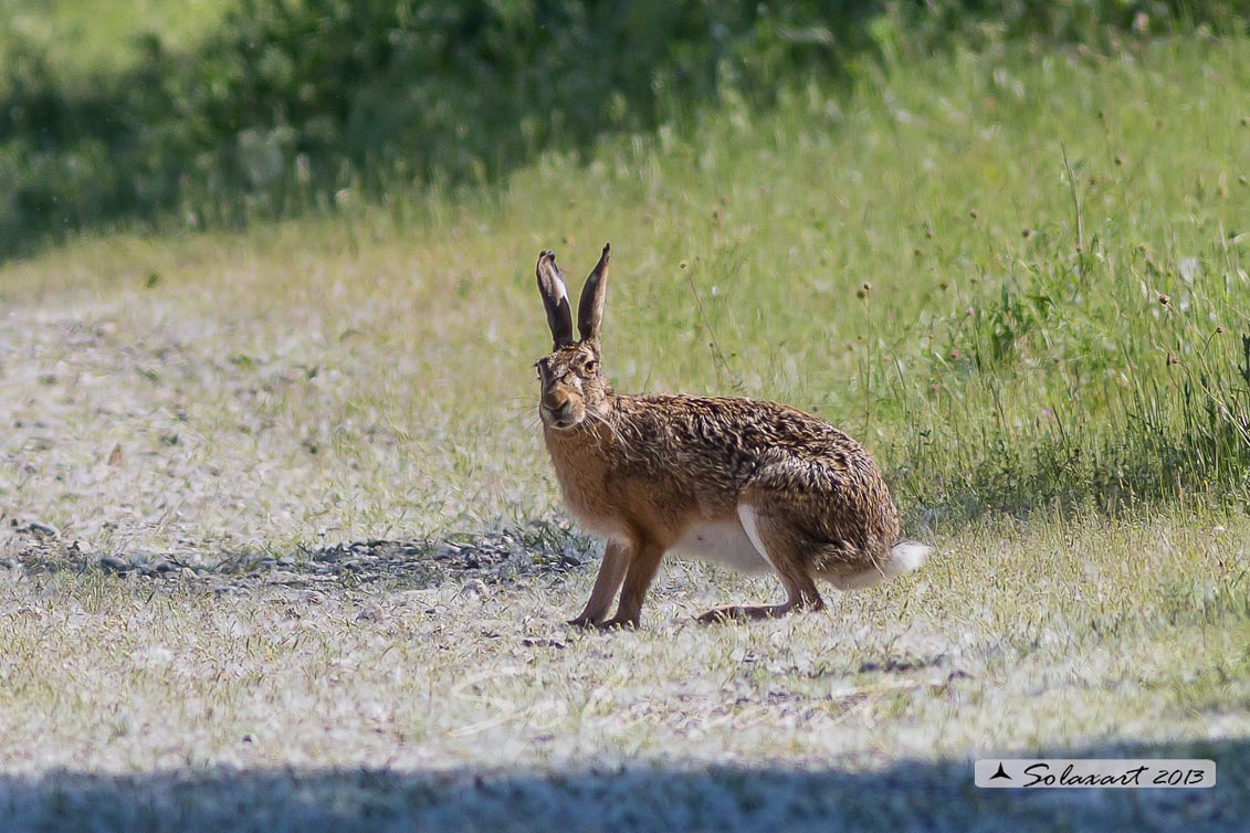 Lepus europaeus: Lepre; European hare