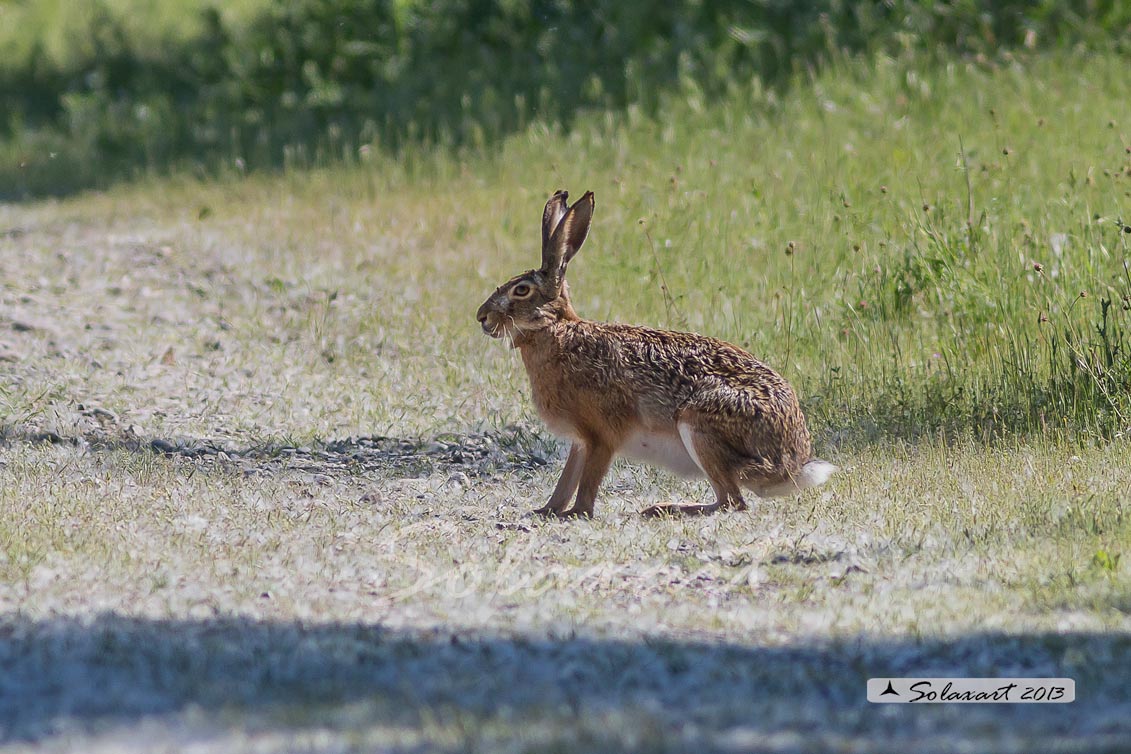 Lepus europaeus: Lepre; European hare