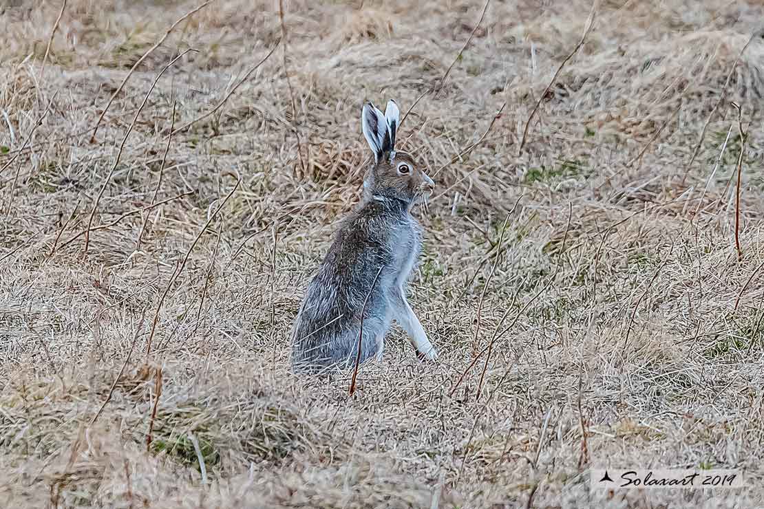 Lepus arcticus - Lepre artica - Arctic hare