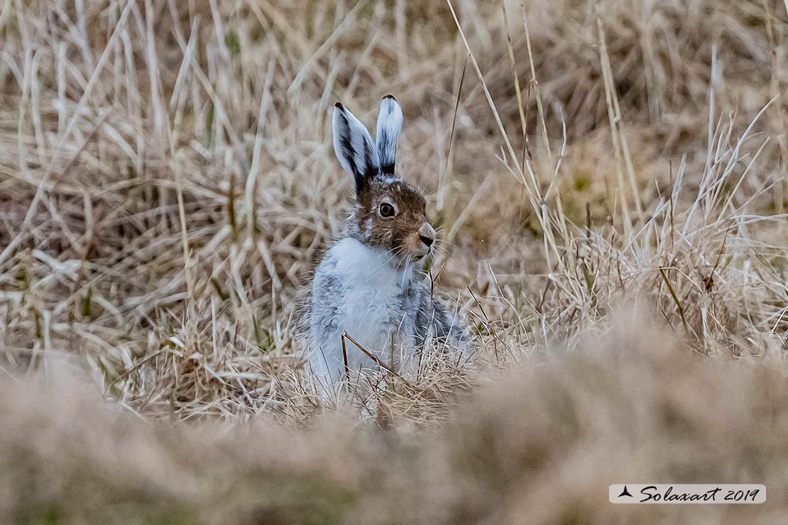 Lepus arcticus - Lepre artica - Arctic hare