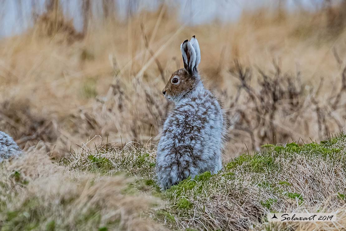 Lepus arcticus - Lepre artica - Arctic hare