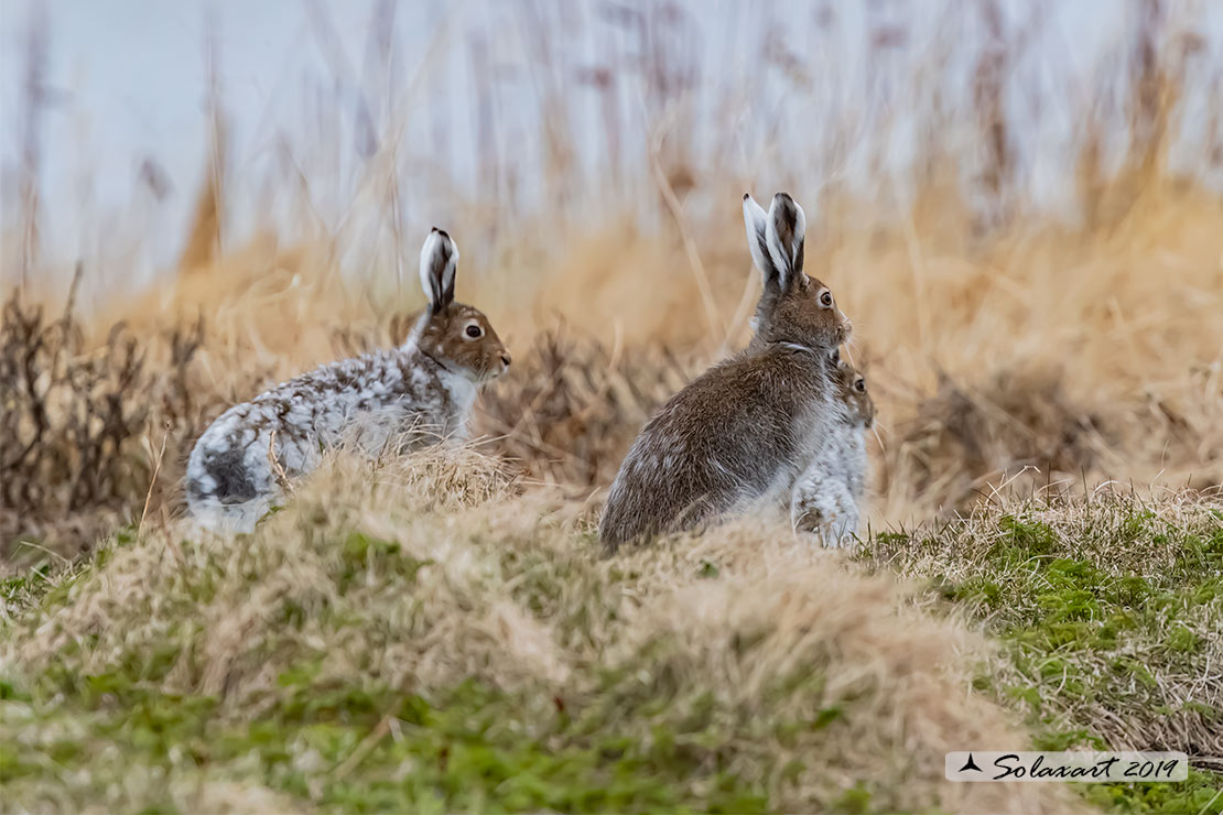 Lepus arcticus - Lepre artica - Arctic hare