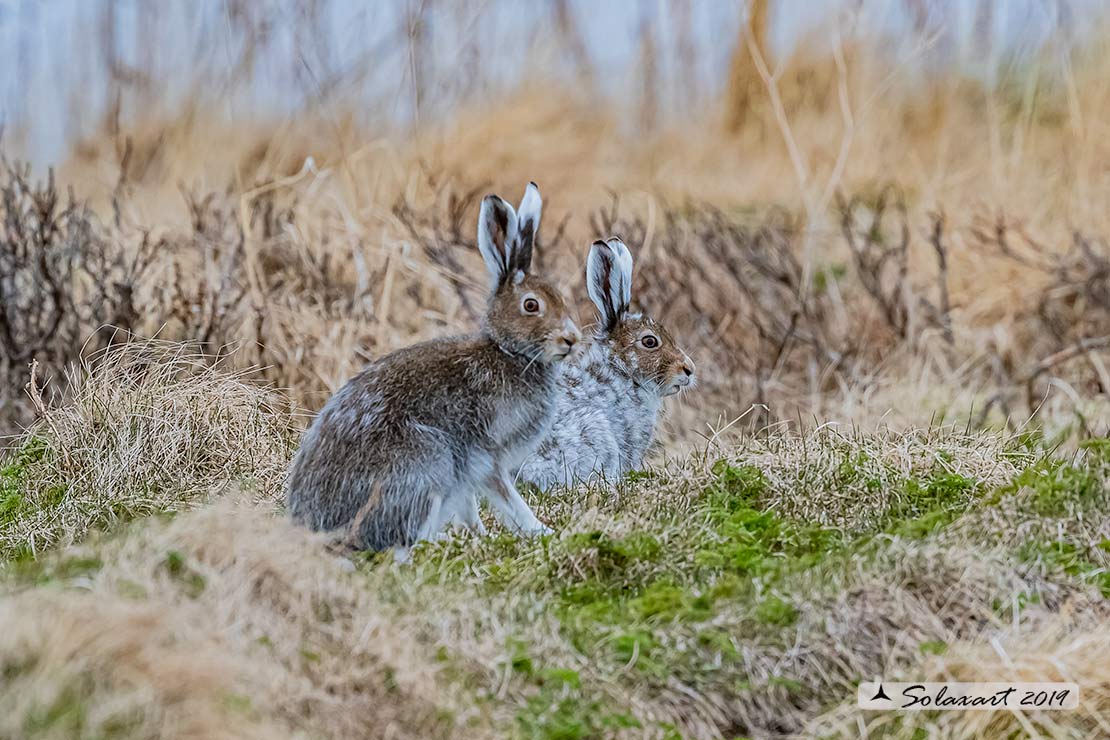 Lepus arcticus - Lepre artica - Arctic hare