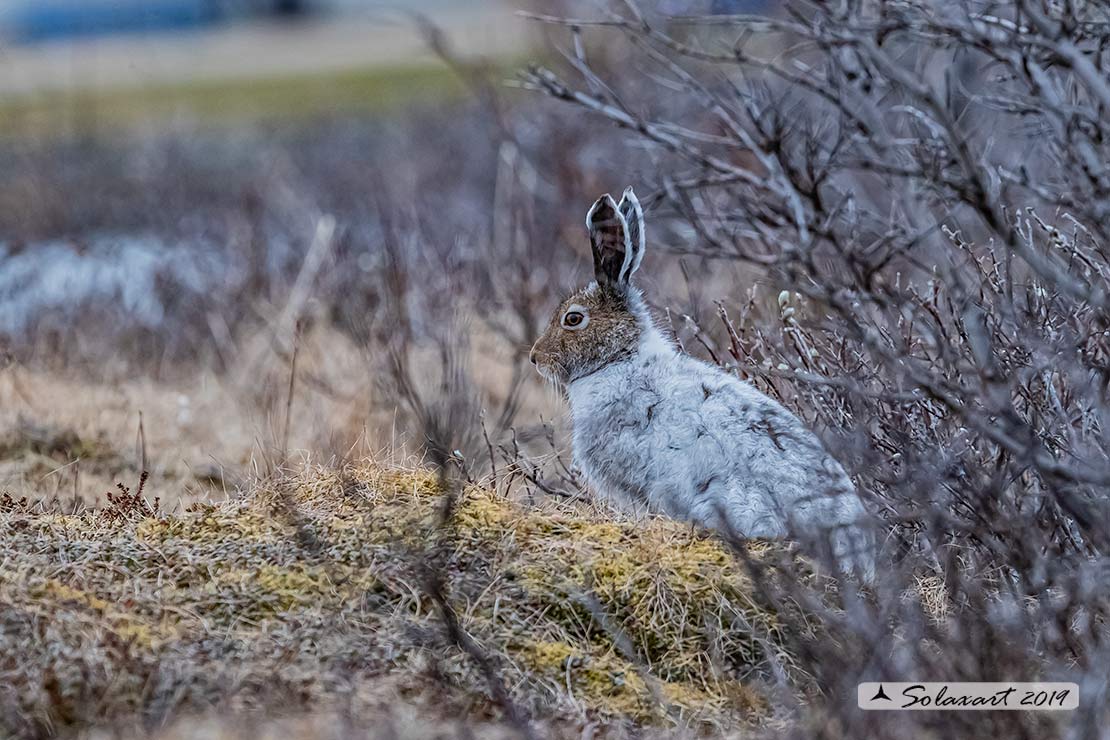 Lepus arcticus - Lepre artica - Arctic hare