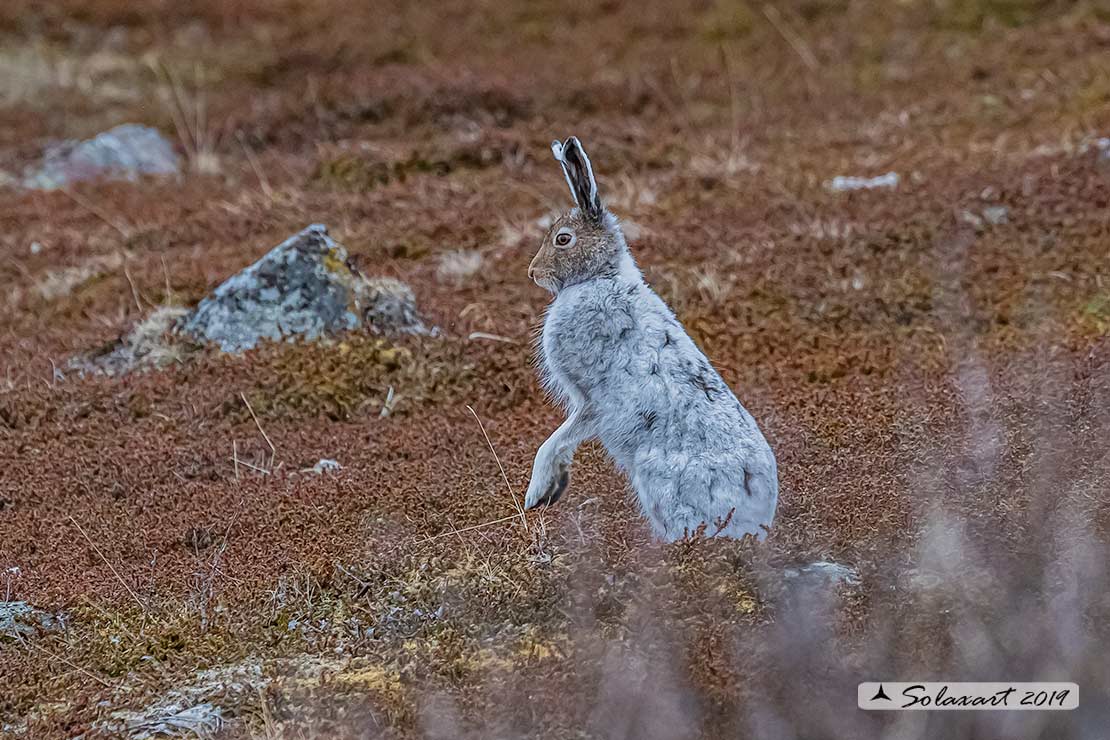 Lepus arcticus - Lepre artica - Arctic hare