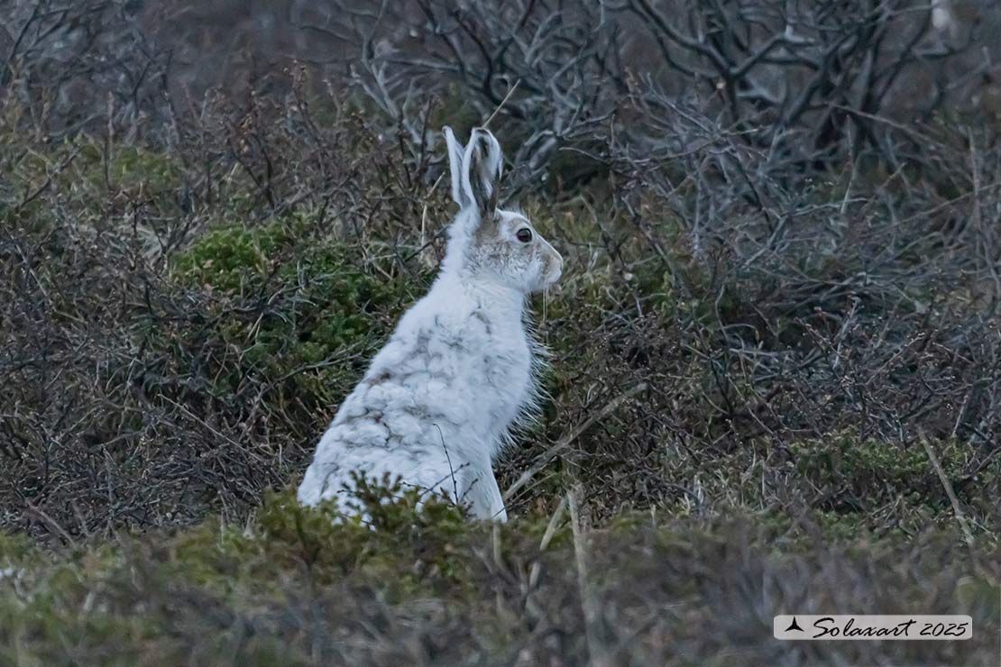 Lepus arcticus - Lepre artica - Arctic hare