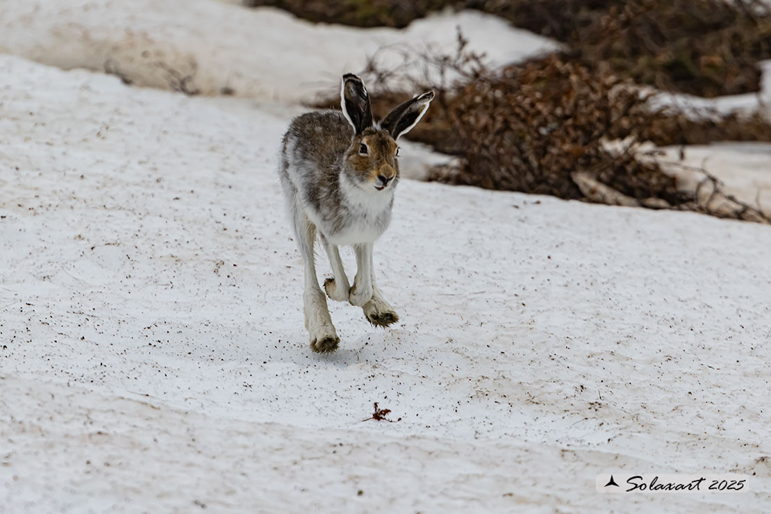 Lepus arcticus - Lepre artica - Arctic hare