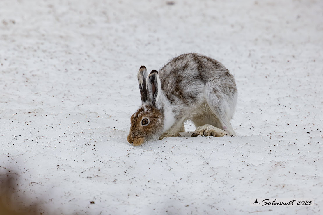 Lepus arcticus - Lepre artica - Arctic hare