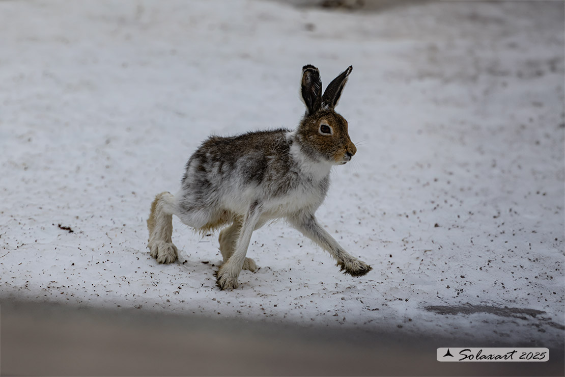 Lepus arcticus - Lepre artica - Arctic hare