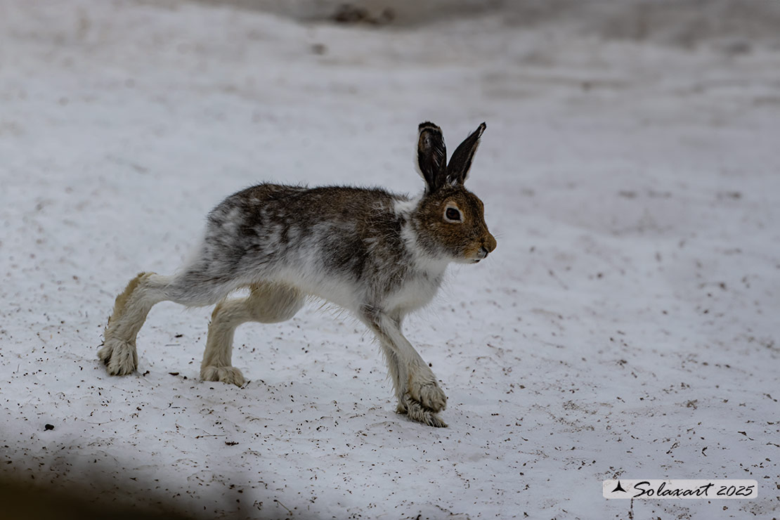 Lepus arcticus - Lepre artica - Arctic hare