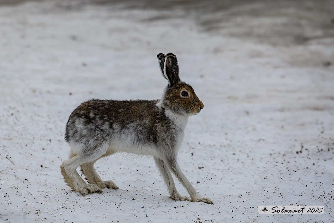Lepus arcticus - Lepre artica - Arctic hare