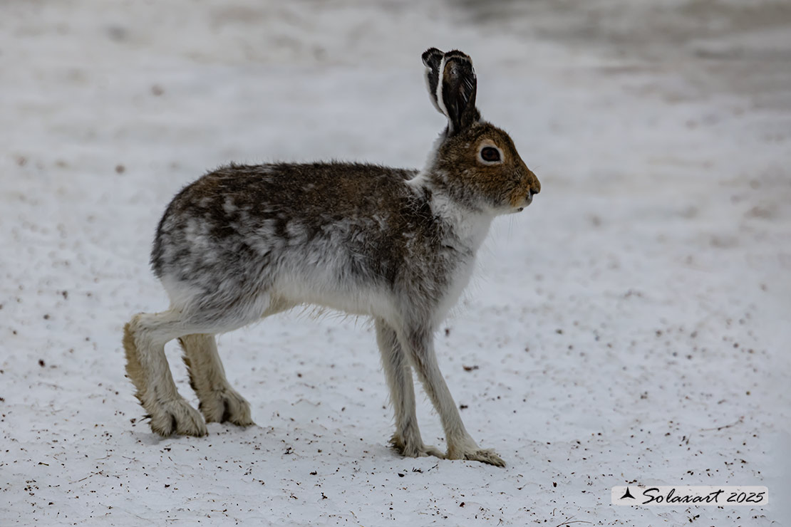 Lepus arcticus - Lepre artica - Arctic hare