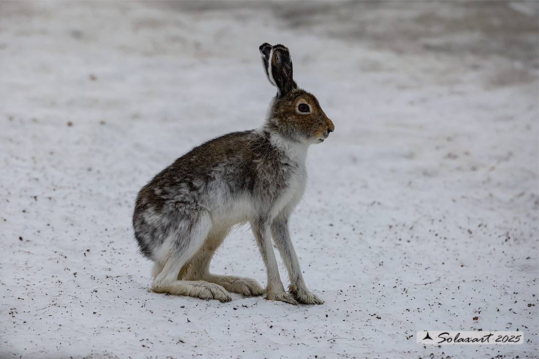 Lepus arcticus - Lepre artica - Arctic hare