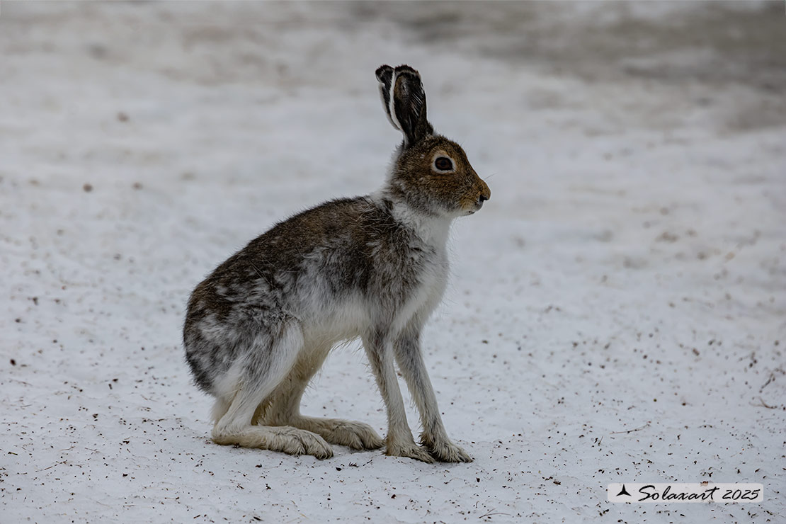 Lepus arcticus - Lepre artica - Arctic hare