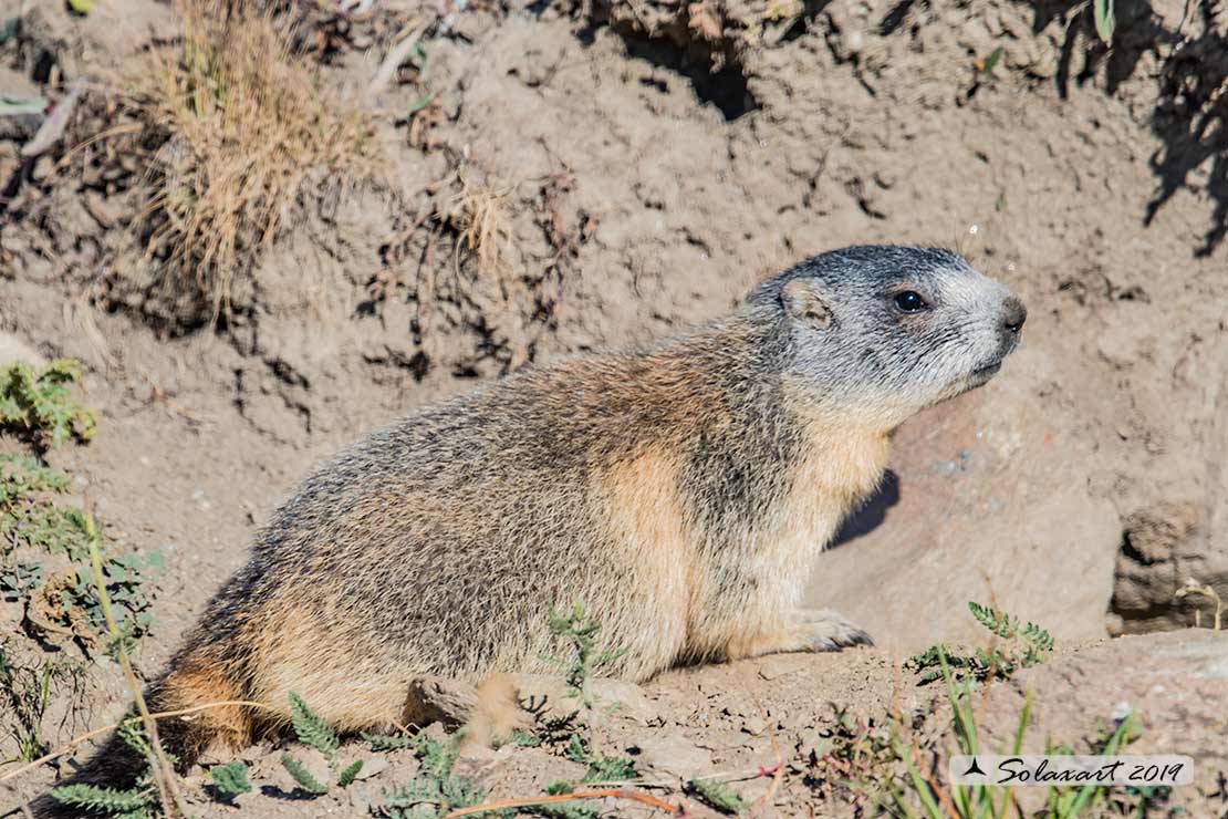 Marmota marmota - Marmotta - Alpine marmot