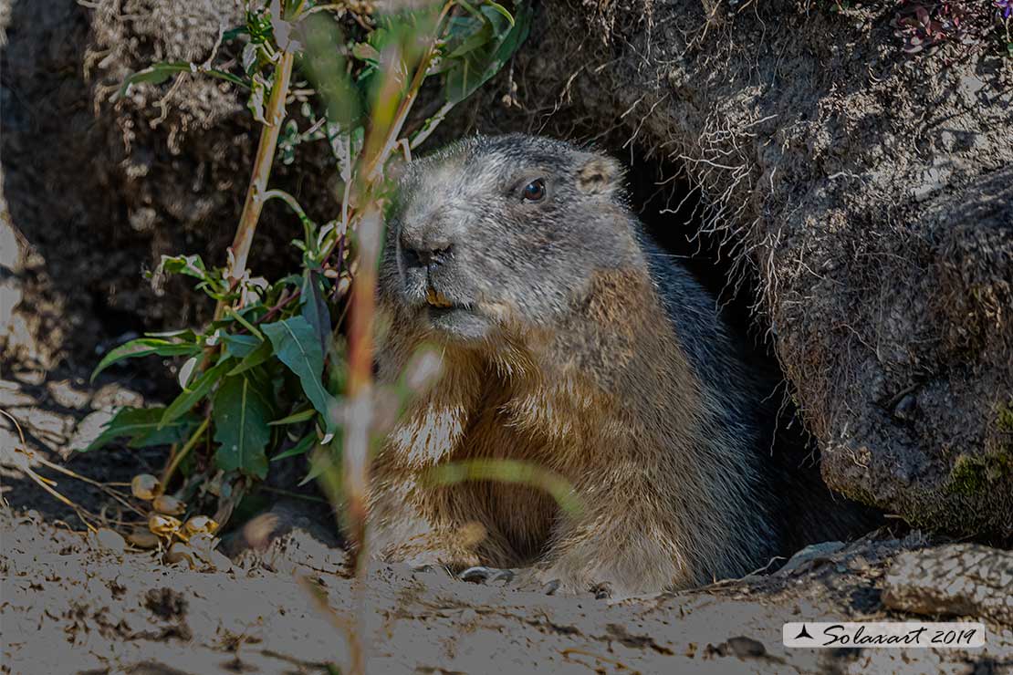 Marmota marmota - Marmotta - Alpine marmot