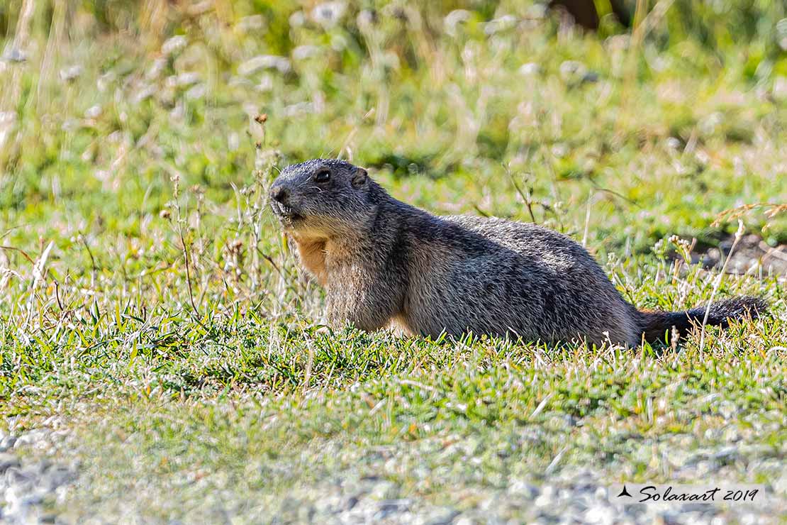 Marmota marmota - Marmotta - Alpine marmot