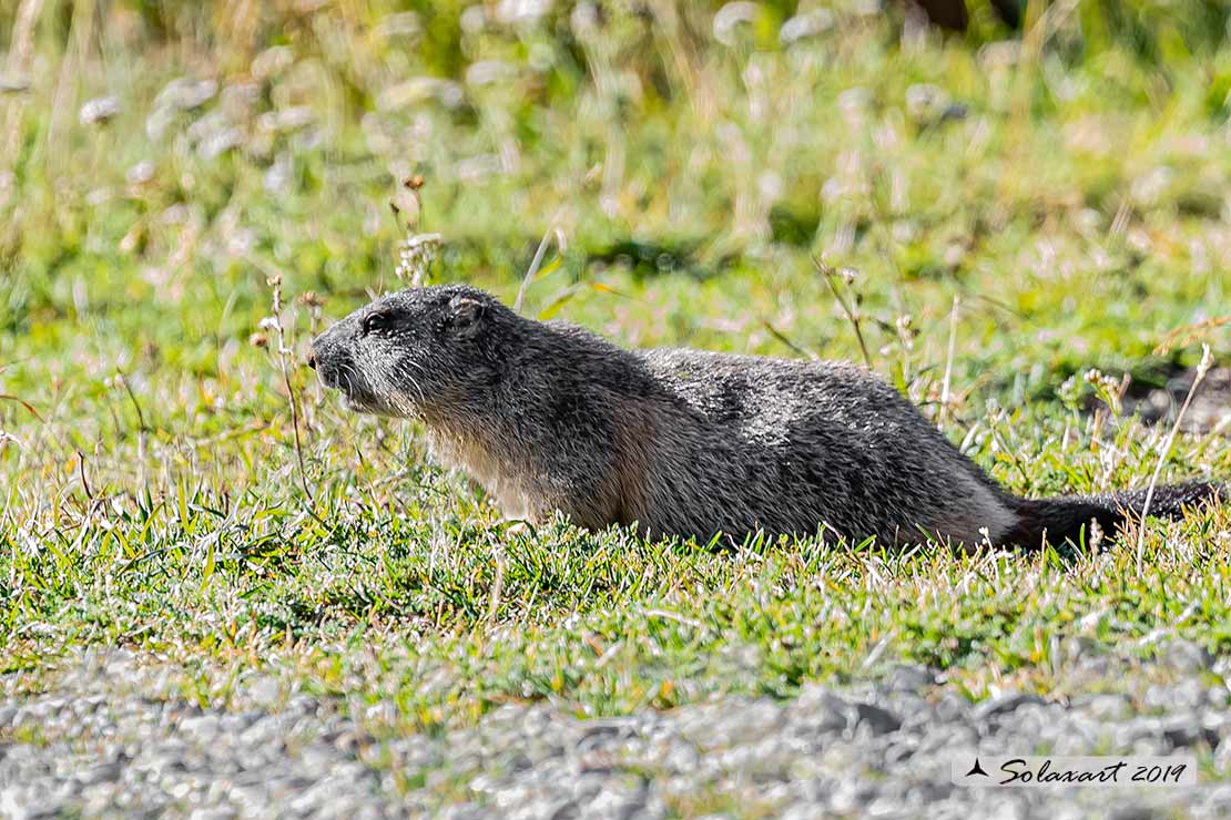 Marmota marmota - Marmotta - Alpine marmot