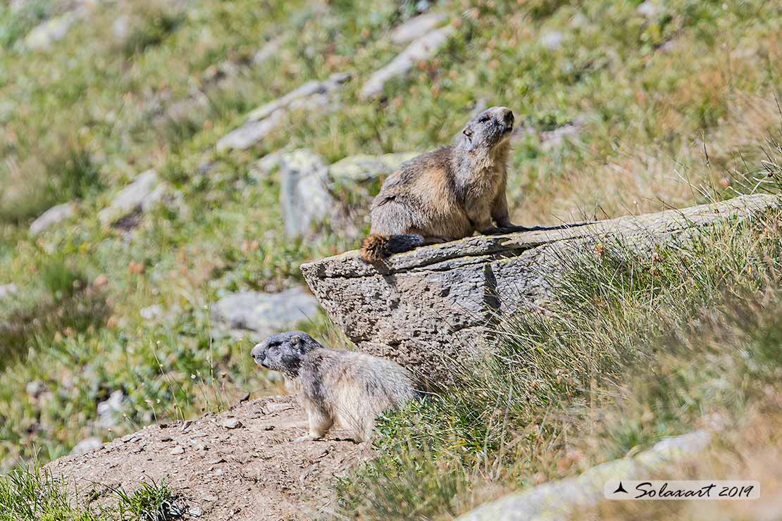 Marmota marmota - Marmotta - Alpine marmot