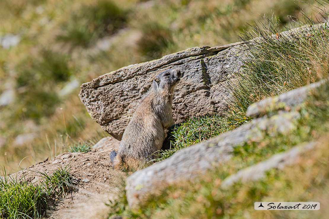 Marmota marmota - Marmotta - Alpine marmot