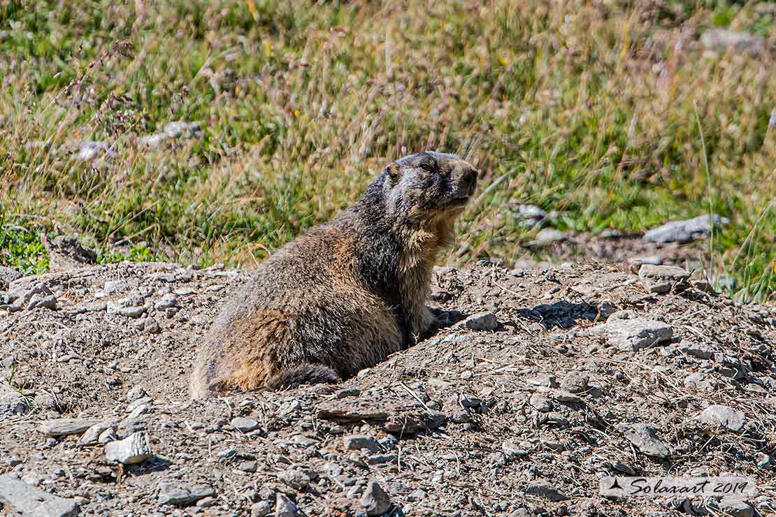Marmota marmota - Marmotta - Alpine marmot