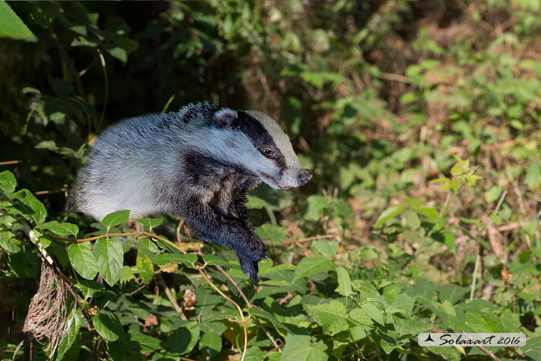 Meles meles: Tasso; European badger