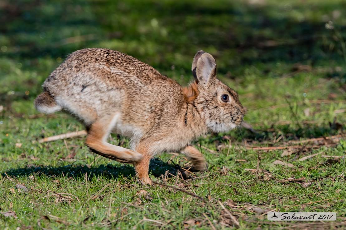 Sylvilagus floridanus:  Minilepre; Eastern cottontail