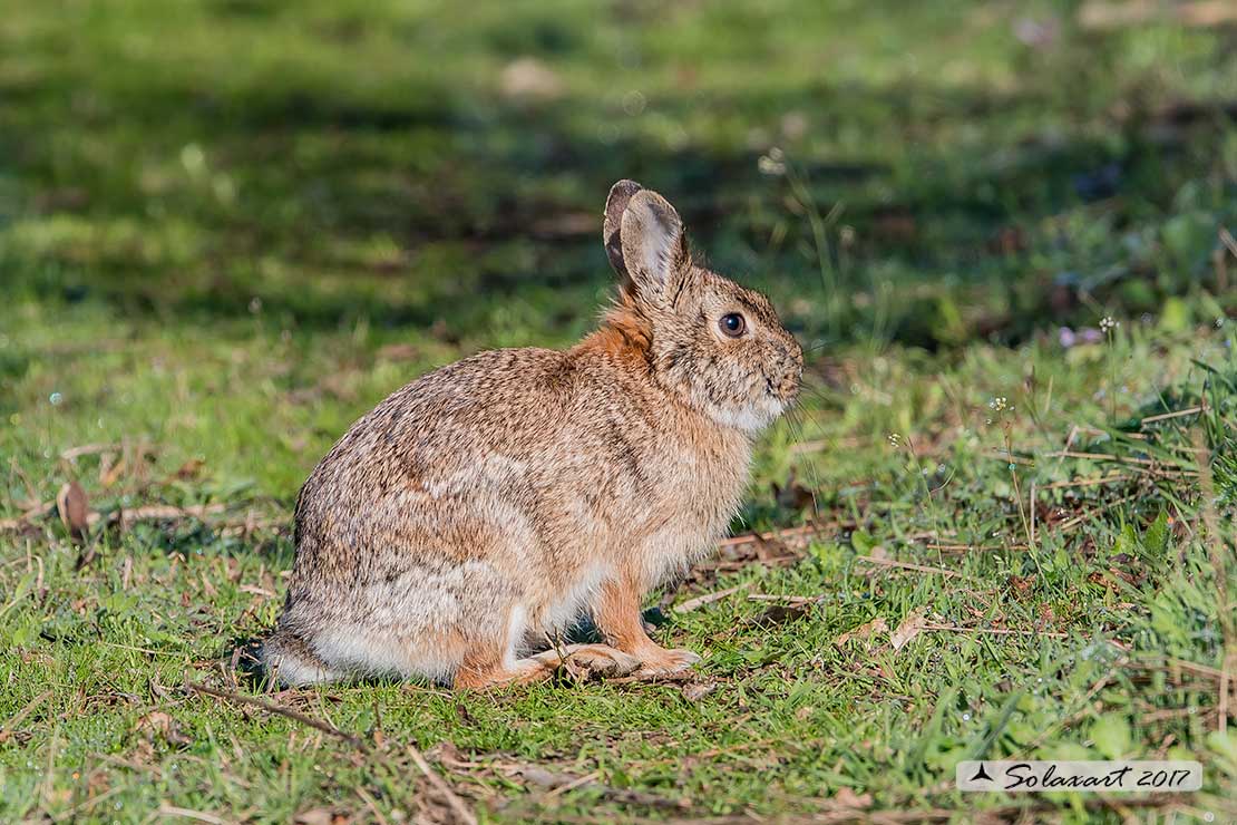 Sylvilagus floridanus:  Minilepre; Eastern cottontail