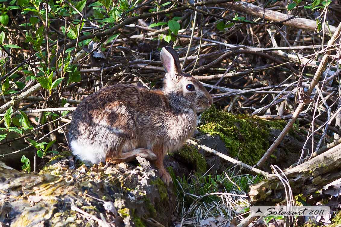 Sylvilagus floridanus:  Minilepre; Eastern cottontail