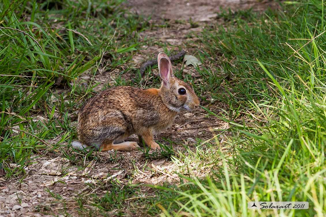 Sylvilagus floridanus:  Minilepre; Eastern cottontail