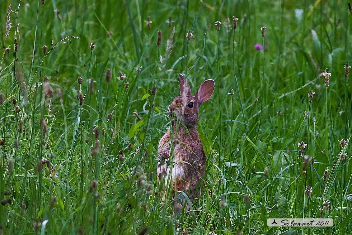 Sylvilagus floridanus:  Minilepre; Eastern cottontail