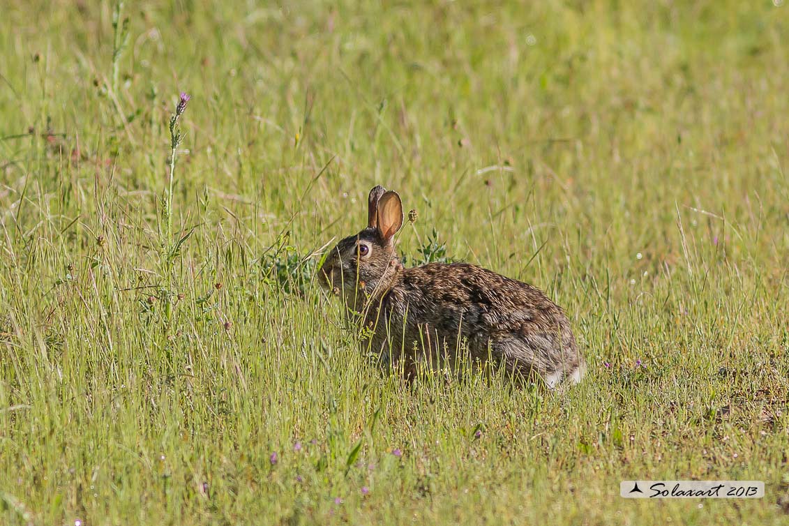 Sylvilagus floridanus:  Minilepre; Eastern cottontail