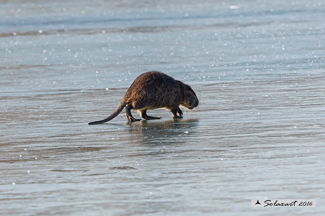 Myocastor coypus:  Nutria; Coypu