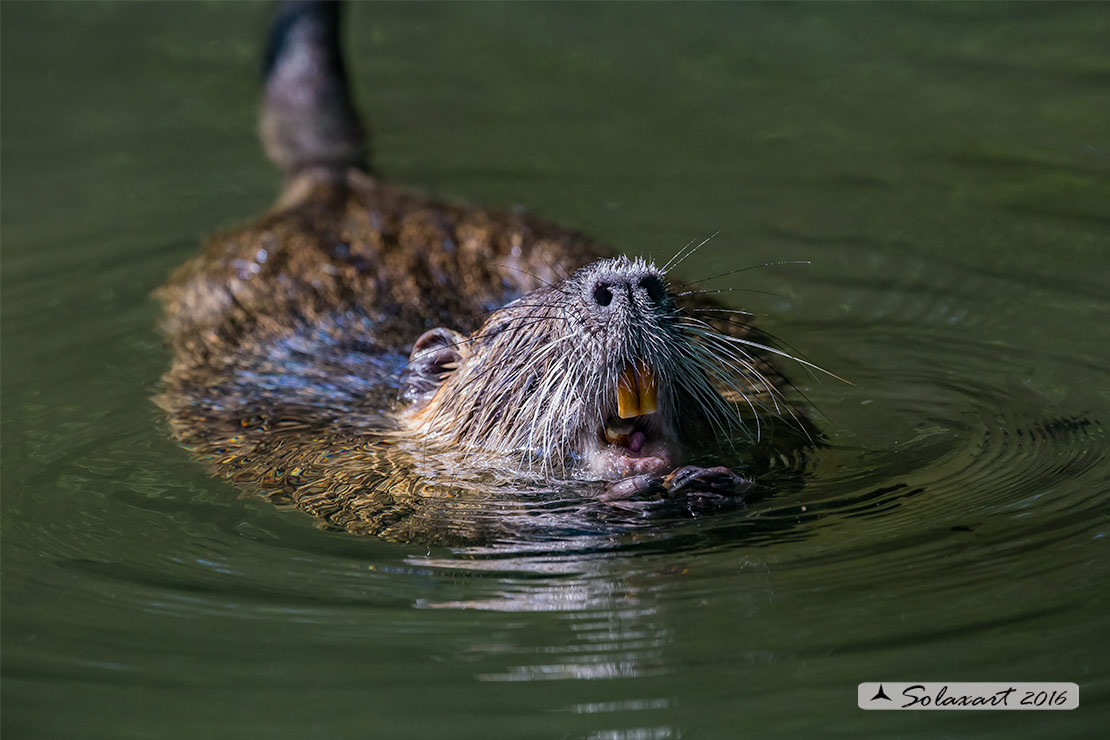 Myocastor coypus:  Nutria; Coypu