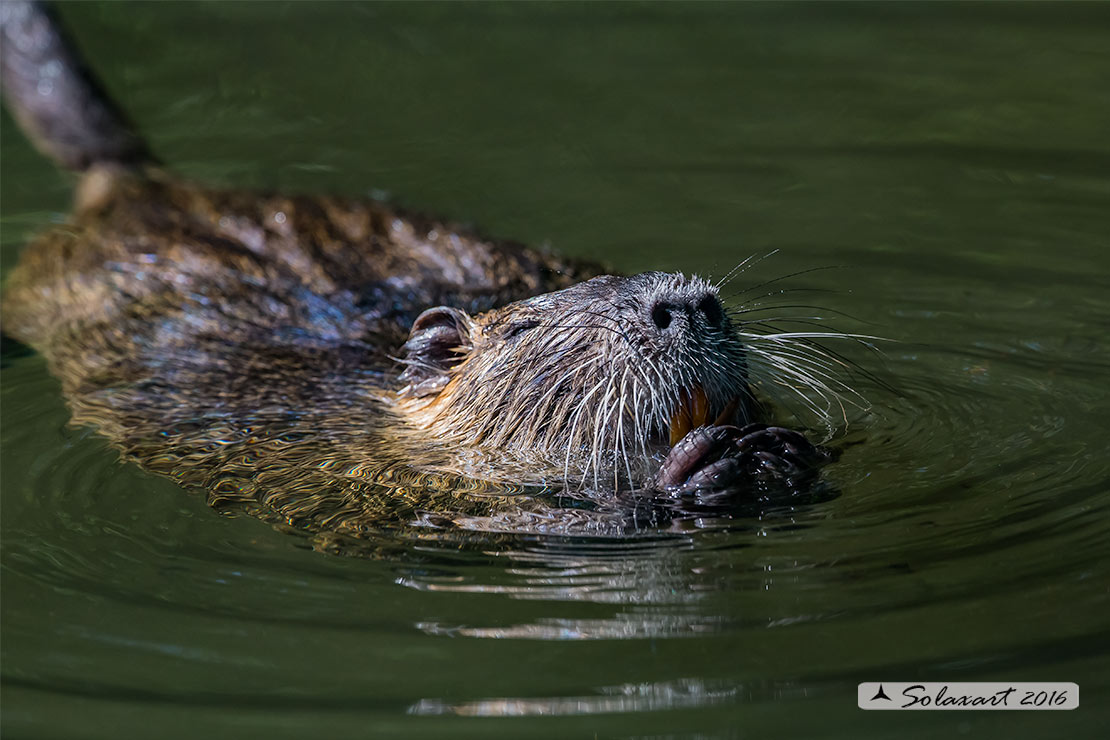 Myocastor coypus:  Nutria; Coypu