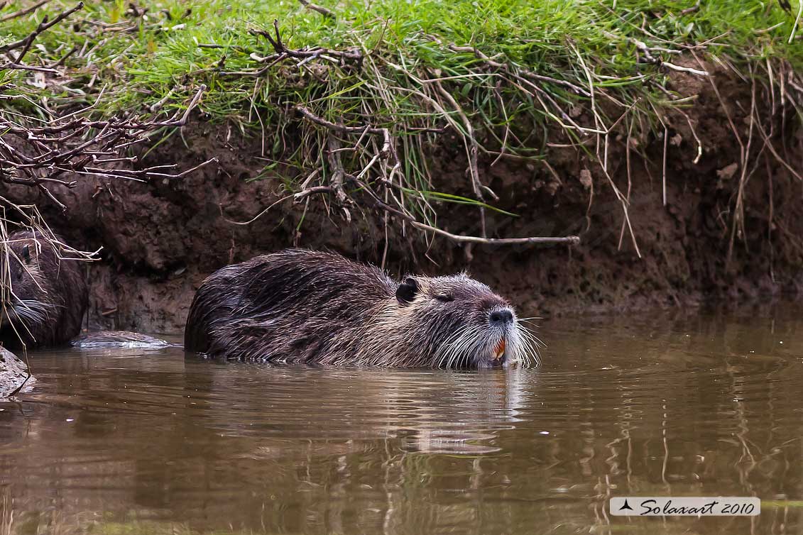 Myocastor coypus ; Nutria ; Coypu