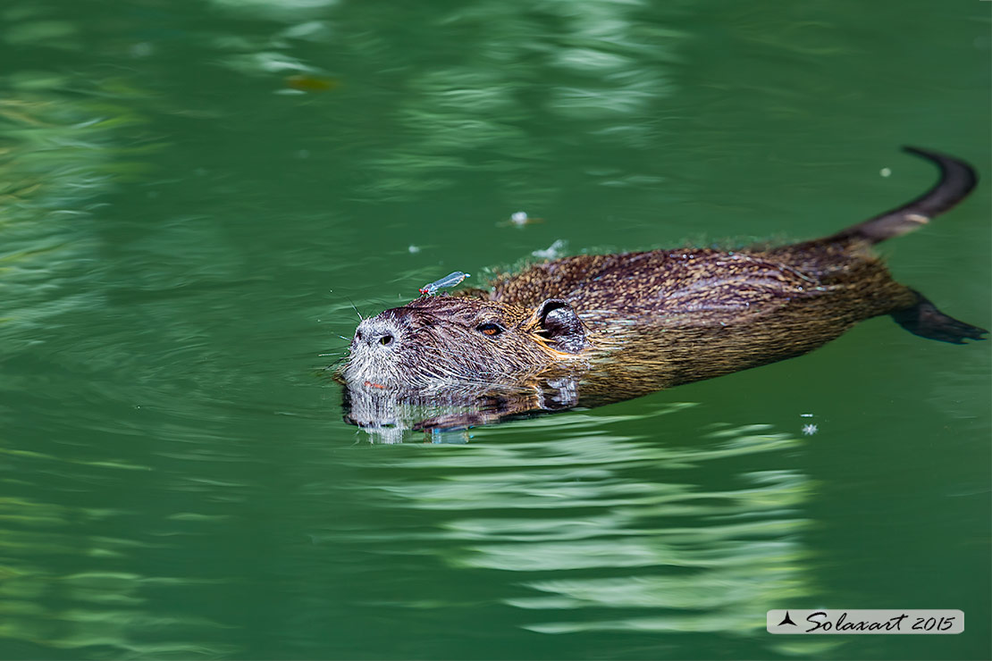 Myocastor coypus:  Nutria; Coypu
