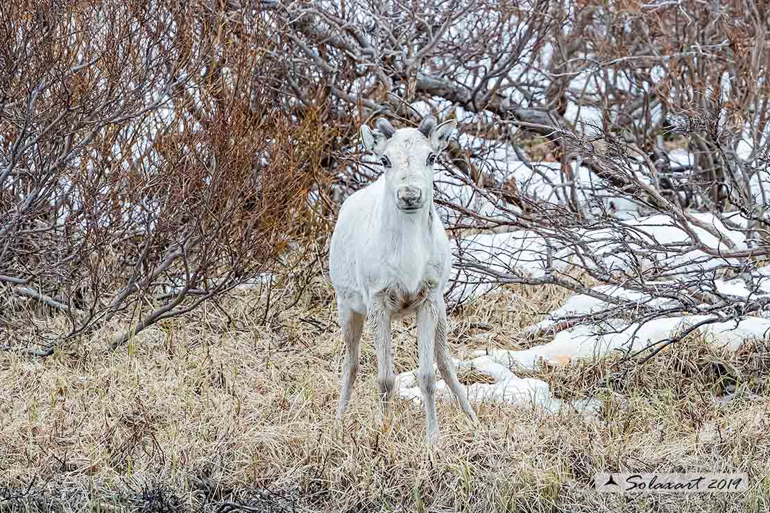 Rangifer tarandus - Renna - Reindeer