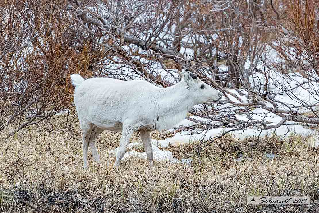 Rangifer tarandus - Renna - Reindeer