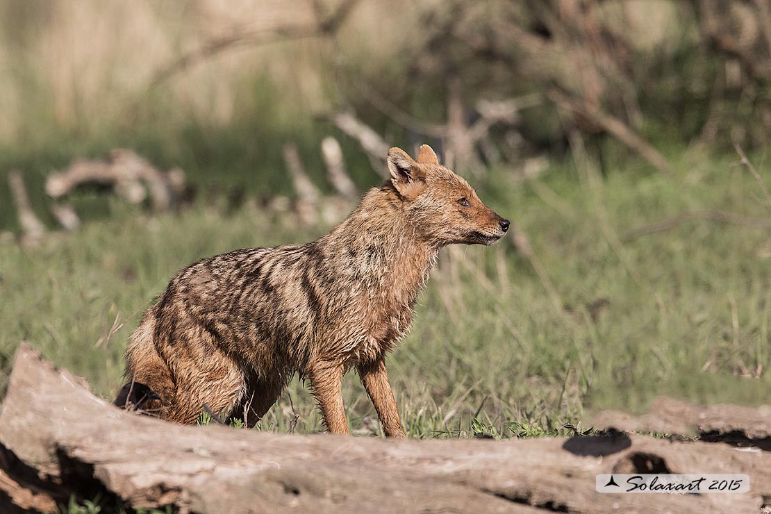 Canis aureus:  Sciacallo dorato; Golden jackal