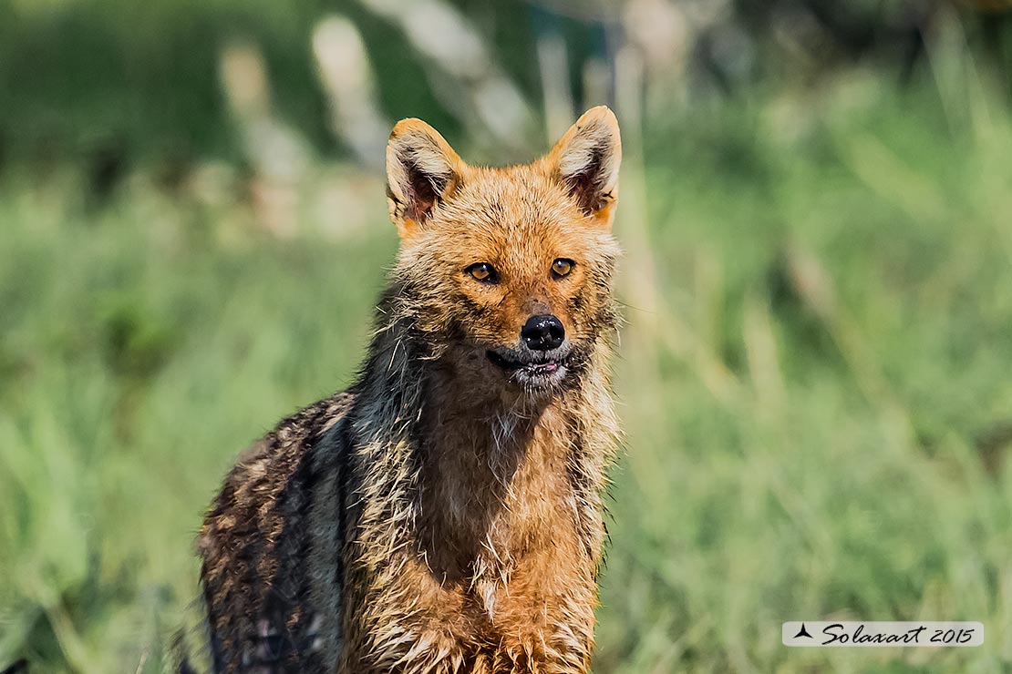 Canis aureus:  Sciacallo dorato; Golden jackal