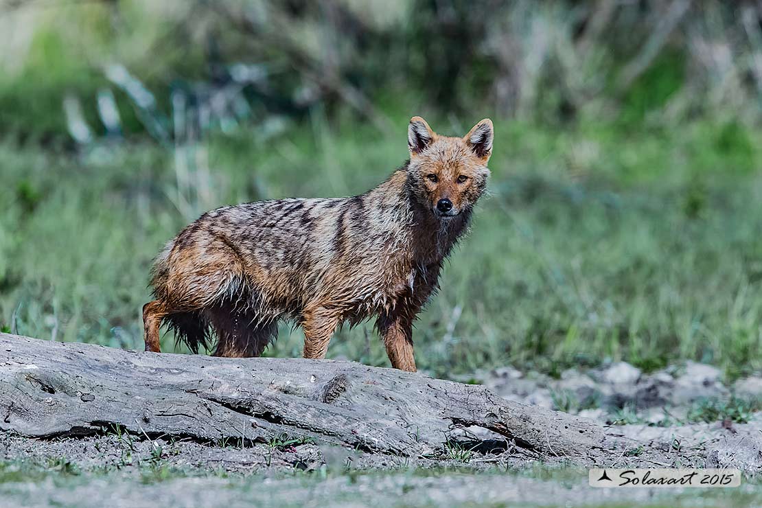 Canis aureus:  Sciacallo dorato; Golden jackal
