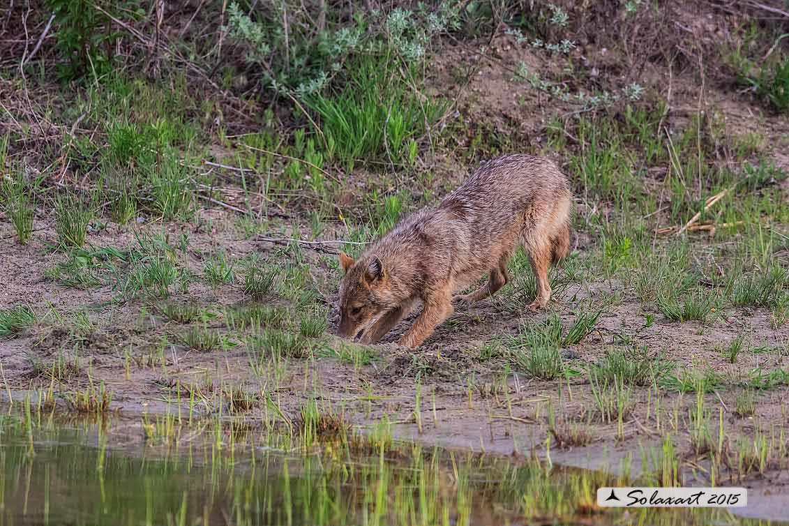 Canis aureus:  Sciacallo dorato; Golden jackal